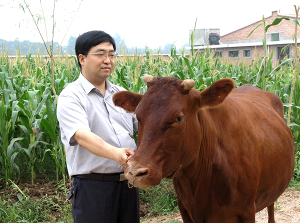 如今,秦川牛已成为中国黄牛最具代表性的品种,位居五大良种黄牛(秦川