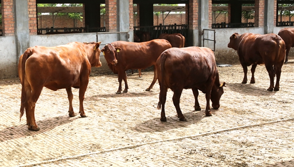 搞育种,还与学校进行产学研深度合作,建立了陕西省秦川肉牛良繁中心