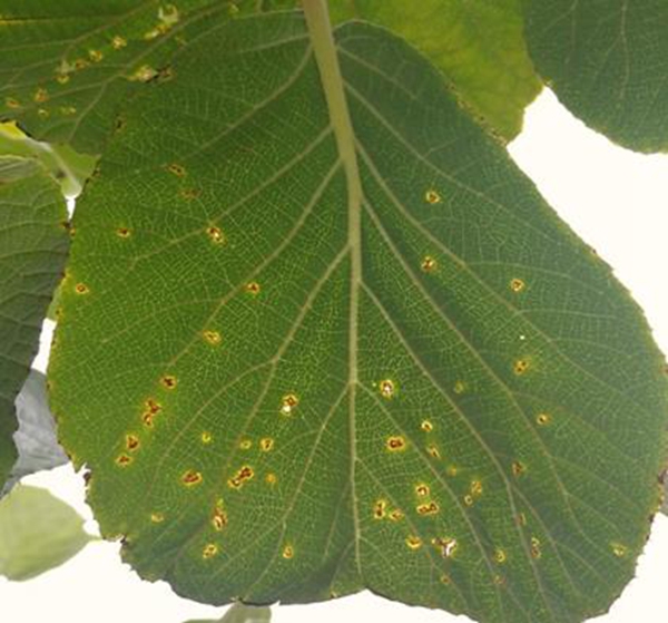 猕猴桃叶片溃疡叶斑_副本.jpg
