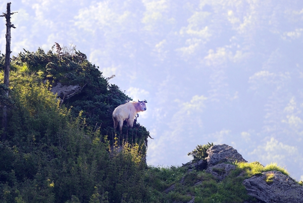 499f4671a4754ddfbec63ceb816e1c44.jpg 1秦岭羚牛_副本.jpg